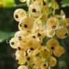 Смородина белая золотистая Янтарная (Amber) 3