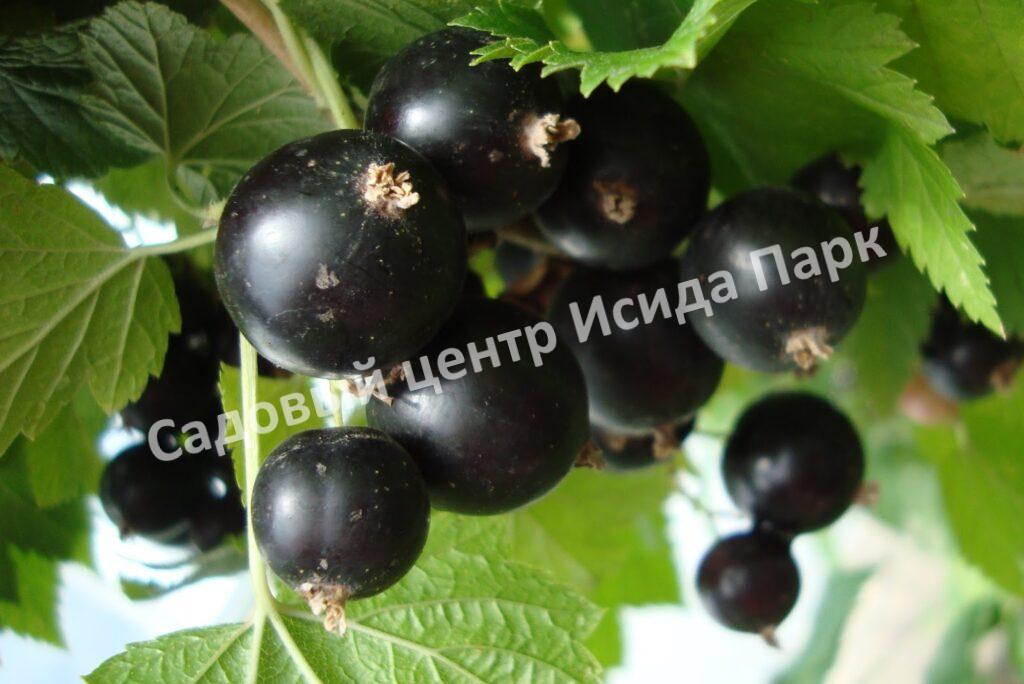 Смородина черная Загляденье (Lovely sight)