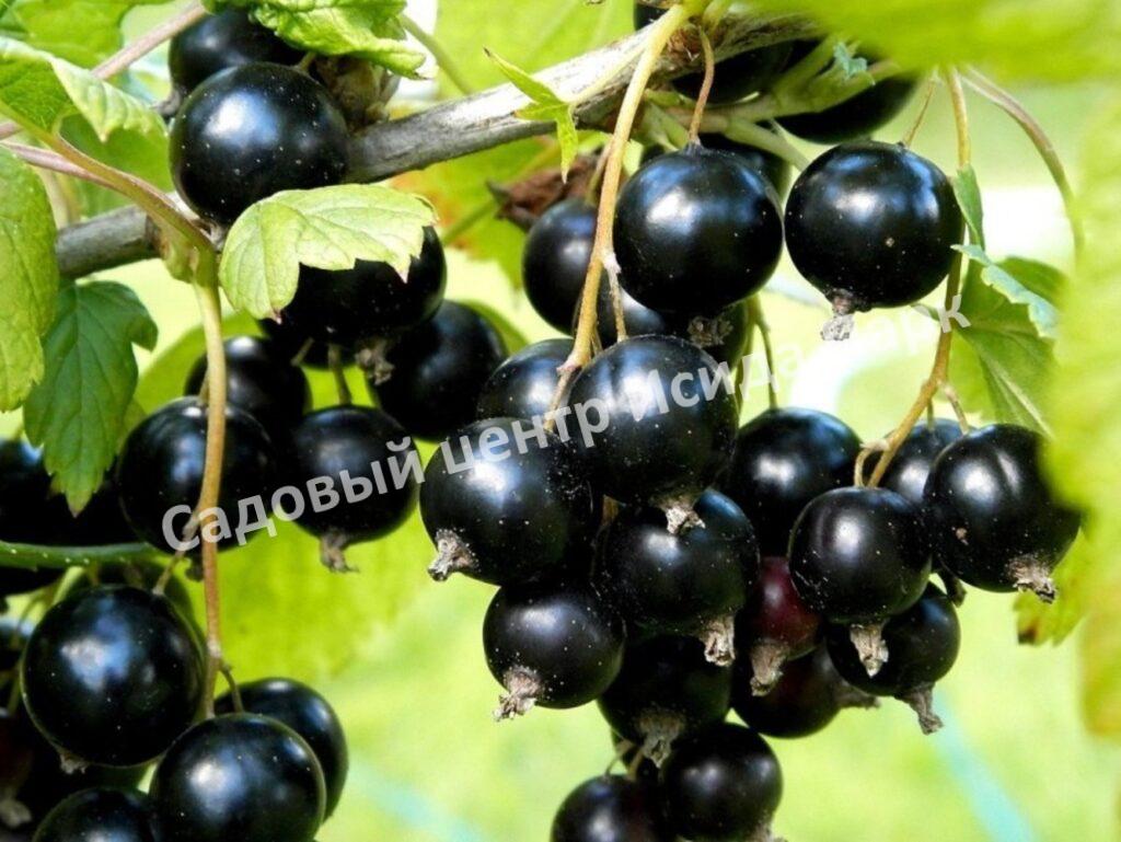 Смородина черная Зуша (Zusha)