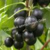 Смородина черная Зуша (Zusha) 3