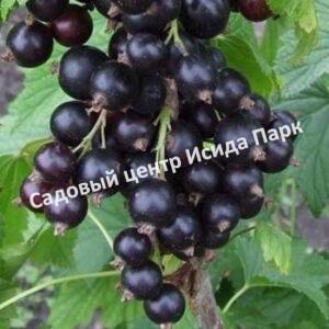 Смородина черная Зуша (Zusha)