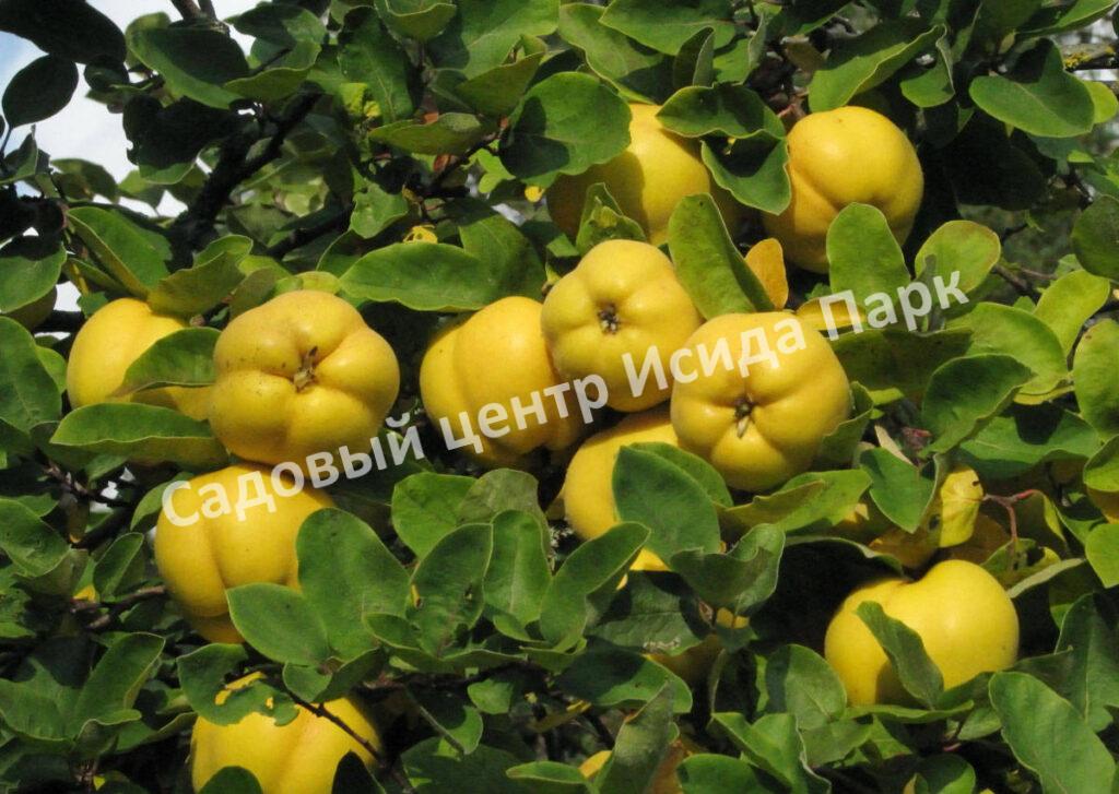 Айва Квитовое яблоко (Cydōnia)