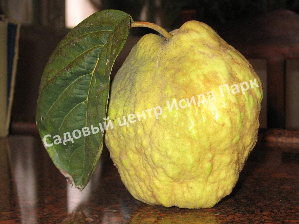 Айва Квитовое яблоко (Cydōnia)