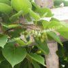 Актинидия аргута острая (Actinidia arguta) 4