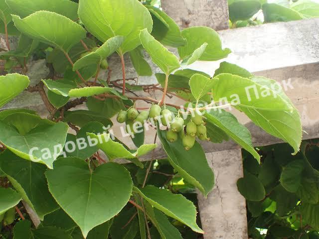 Актинидия аргута острая (Actinidia arguta) Актинидия аргута острая (Actinidia arguta)