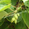Актинидия аргута острая (Actinidia arguta) 2