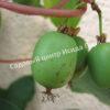 Актинидия аргута острая (Actinidia arguta) 3