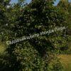 Актинидия аргута острая (Actinidia arguta) 1