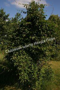 Актинидия аргута острая (Actinidia arguta)