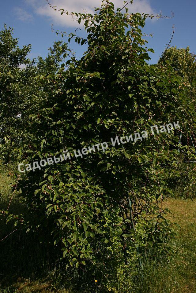 Актинидия аргута острая (Actinidia arguta) Актинидия аргута острая (Actinidia arguta)