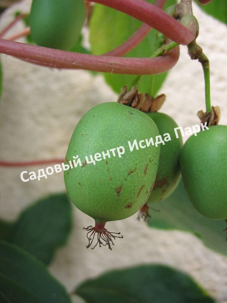 Актинидия аргута острая (Actinidia arguta)