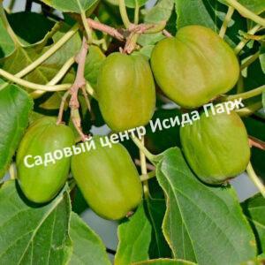Актинидия аргута Чан Бай Гиант (Chang Bai Giant)