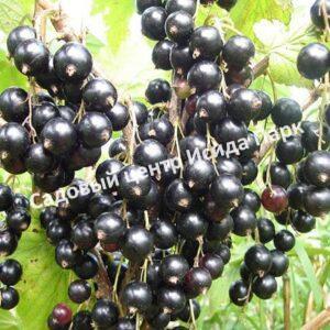 Смородина черная Черный Аист (The Black Stork)