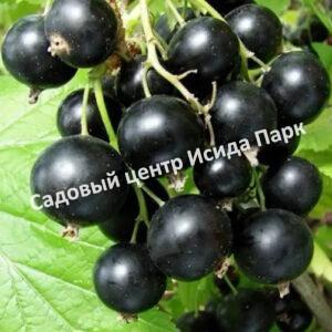 Смородина черная Чудное мгновение (A wonderful moment)