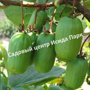 Актинидия коломикта Дальневосточная (Far Eastern)