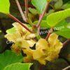 Актинидия деликатесная (Actinídia deliciosa) 3