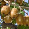 Актинидия деликатесная (Actinídia deliciosa) 1