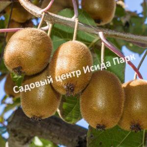 Актинидия деликатесная (Actinídia deliciosa)