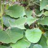 Актинидия деликатесная (Actinídia deliciosa) 6