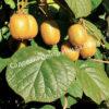 Актинидия деликатесная (Actinídia deliciosa) 7