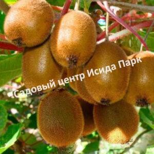 Актинидия Дженни (Jenny)
