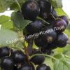 Смородина черная Эбони (Ebony) 4