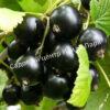 Смородина черная Эбони (Ebony) 1