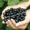 Смородина черная Эбони (Ebony) 3