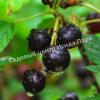 Смородина черная Фаворит (Favorite) 4 Смородина черная Фаворит (Favorite) 4