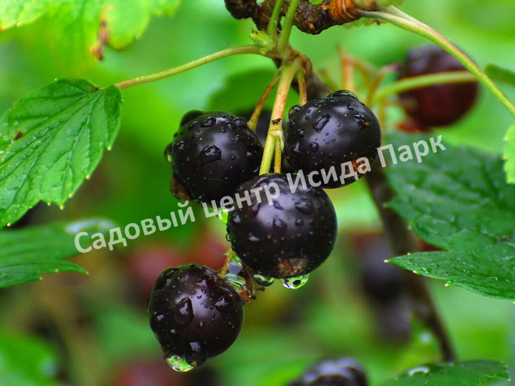 Смородина черная Фаворит (Favorite)