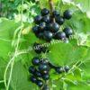 Смородина черная Фаворит (Favorite) 2 Смородина черная Фаворит (Favorite) 2