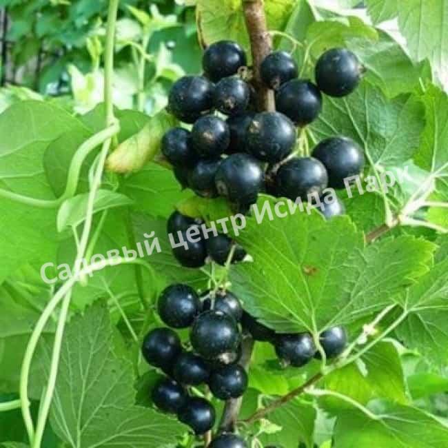 Смородина черная Фаворит (Favorite) Смородина черная Фаворит (Favorite)