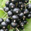 Смородина черная Фаворит (Favorite) 1 Смородина черная Фаворит (Favorite) 1