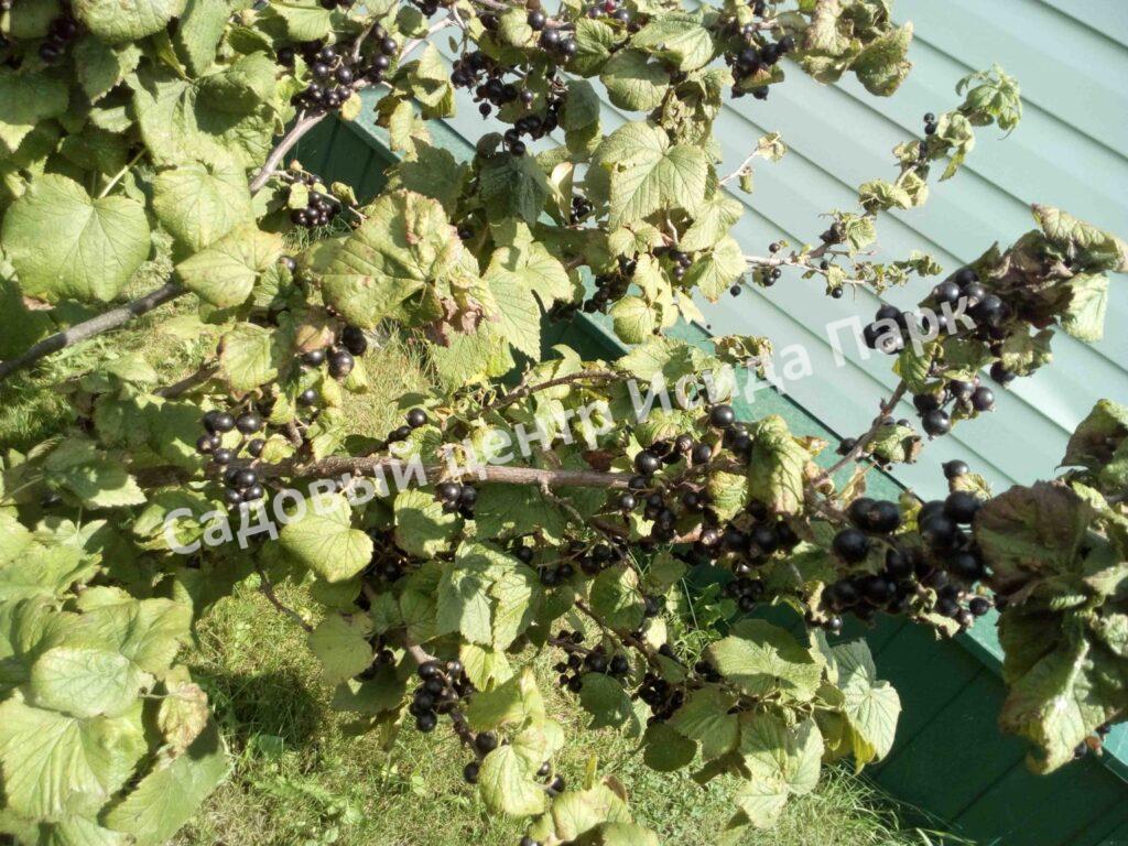 Смородина черная Фаворит (Favorite) Смородина черная Фаворит (Favorite)