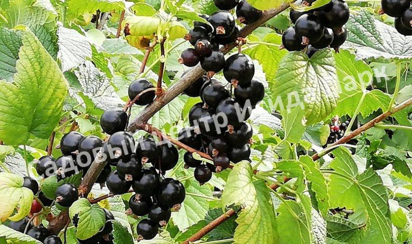 Смородина черная Фаворит (Favorite) Смородина черная Фаворит (Favorite)