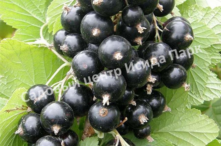 Смородина черная Фаворит (Favorite) Смородина черная Фаворит (Favorite)
