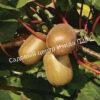 Актинидия Киви Голд (Kiwi Gold) 1