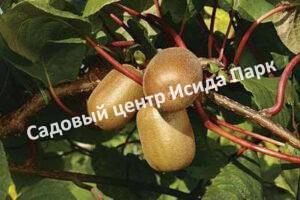 Актинидия Киви Голд (Kiwi Gold)