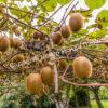 Актинидия Киви (актинидия деликатесная) Хейворд Хейворд Российский (Kiwi Hayward) 2