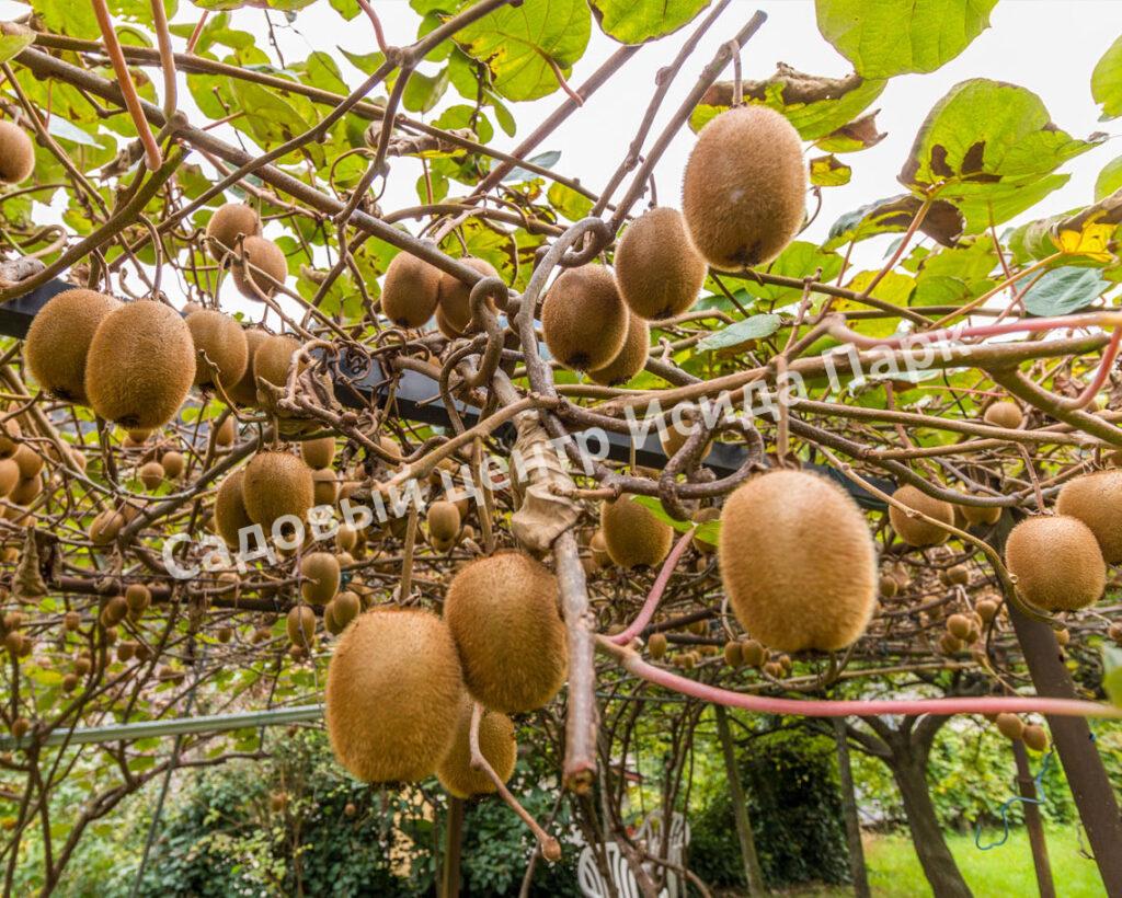 Актинидия Киви (актинидия деликатесная) Хейворд Хейворд Российский (Kiwi Hayward)