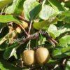 Актинидия Киви (актинидия деликатесная) Хейворд Хейворд Российский (Kiwi Hayward) 7