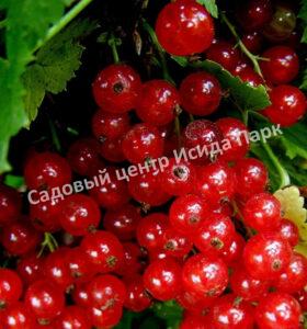 Смородина красная Хрустящая (Crispy)
