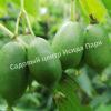 Актинидия аргута Иссаи (Isaiah) 5