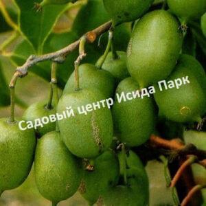 Актинидия аргута Иссаи (Isaiah)