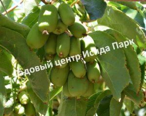 Актинидия аргута Киевская крупноплодная (Kievskaya Krupnoplodnaya)