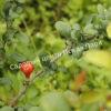Айва Клементина, Клементин (Clementina) 7