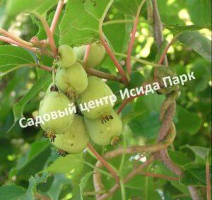 Актинидия аргута Кокува (Kokuwa)