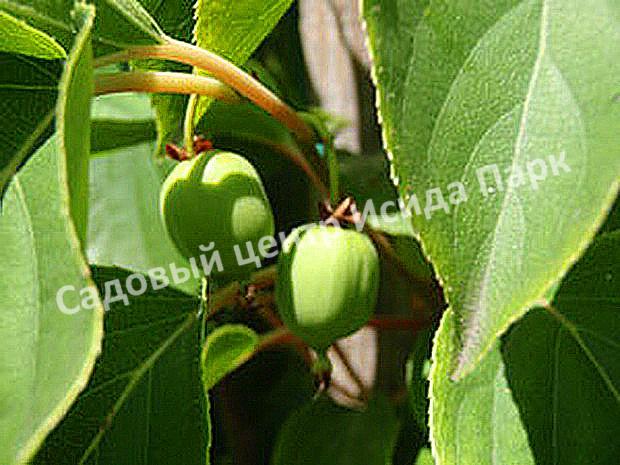 Актинидия коломикта Командир (Commander) Актинидия коломикта Командир (Commander)