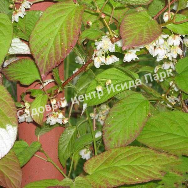 Актинидия коломикта Командир (Commander) Актинидия коломикта Командир (Commander)