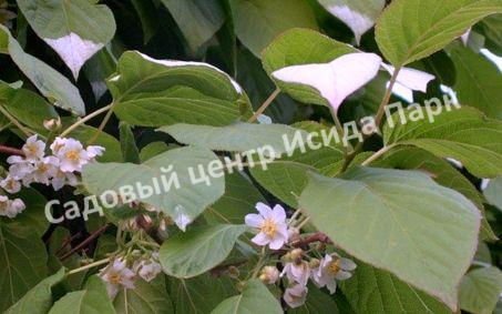 Актинидия коломикта Командир (Commander) Актинидия коломикта Командир (Commander)